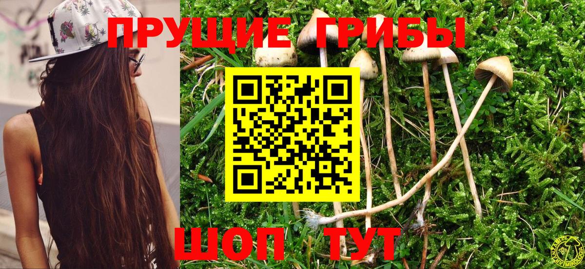 купить  цена  Галлюциногенные грибы Psilocybe  Вход с VPN  Татарск 