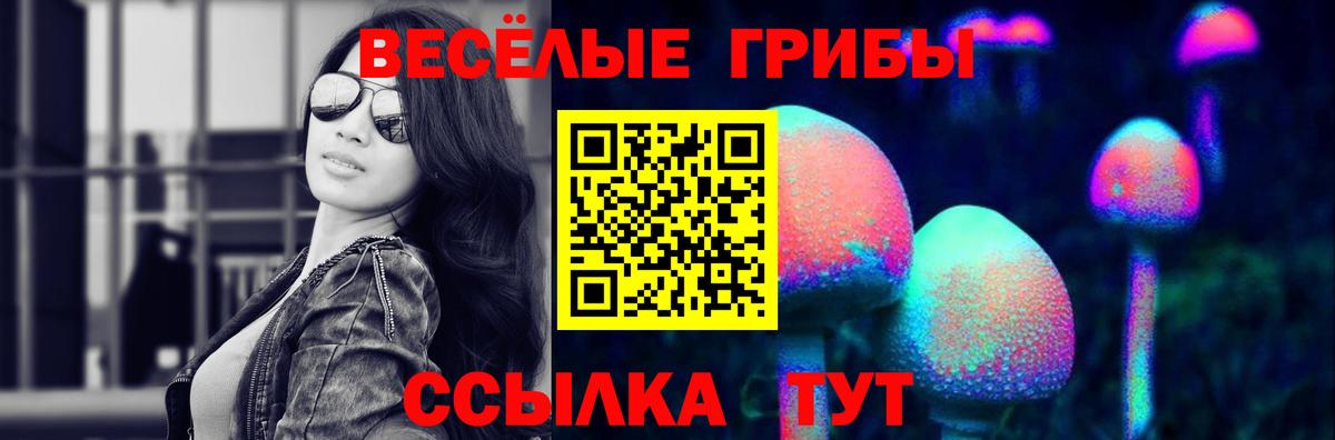 закладка  Татарск  Галлюциногенные грибы Psilocybe 